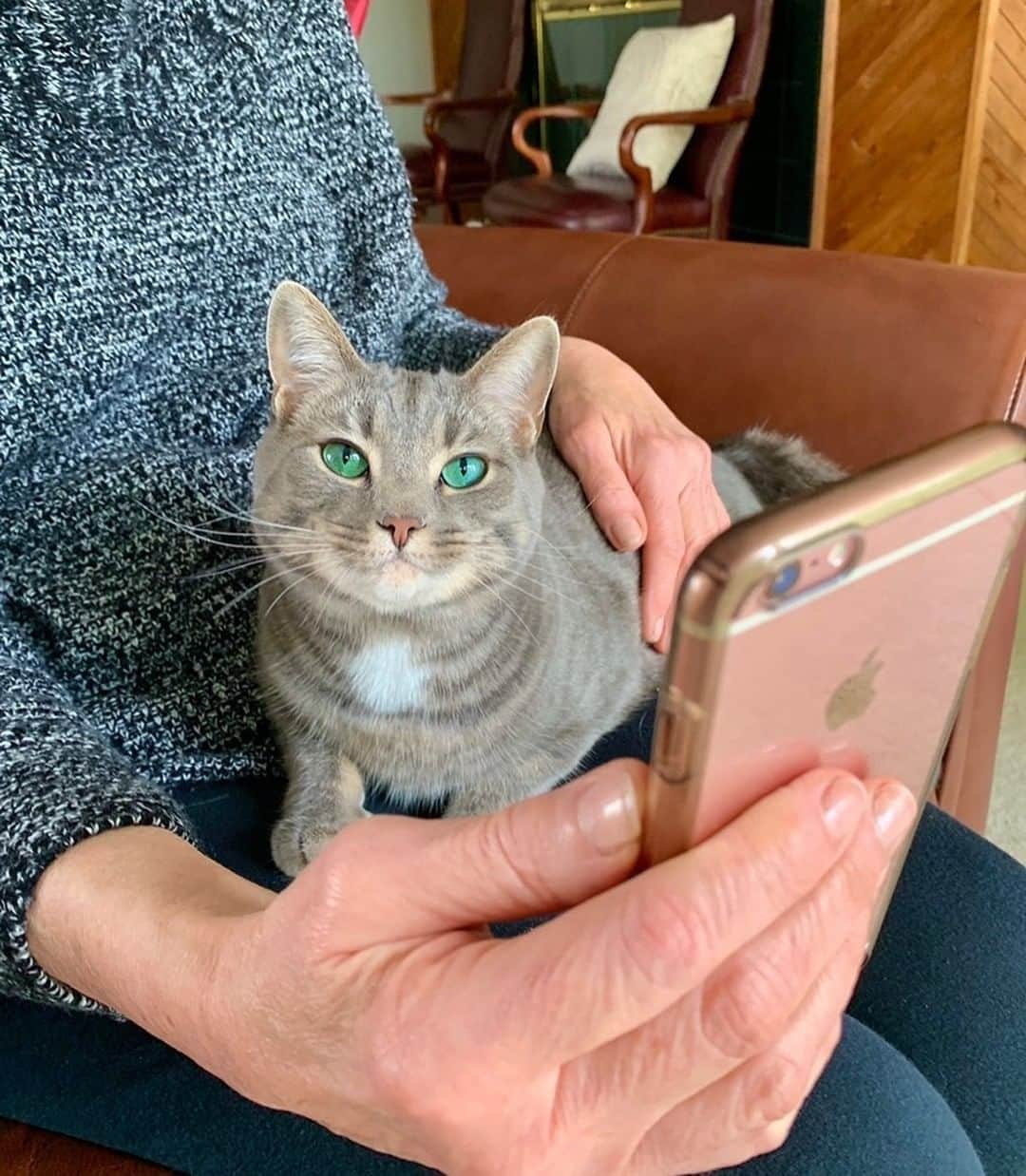 Cats of Instagramさんのインスタグラム写真 - (Cats of InstagramInstagram)「#ad Now more than ever, pet parents need a way to ensure their pets are receiving the same high-level care without needing to leave their homes. That’s why PetPro Tele+ by @PetProConnect takes the next step in collaborative pet care by helping us give our pets the care they need from the comfort and safety of our own homes. The app allows you to connect with a veterinarian in your area for consultations. All you have to do is sign up for the Pet Pro Tele+ mobile app (link in bio) and schedule a virtual telehealth video chat! To stay updated on the PetPro Tele+ app, be sure to follow @petproconnect. Schedule a virtual telehealth video chat (link also in bio): http://shppn.co/Cats_of_Instagram_Inst」7月14日 8時45分 - cats_of_instagram