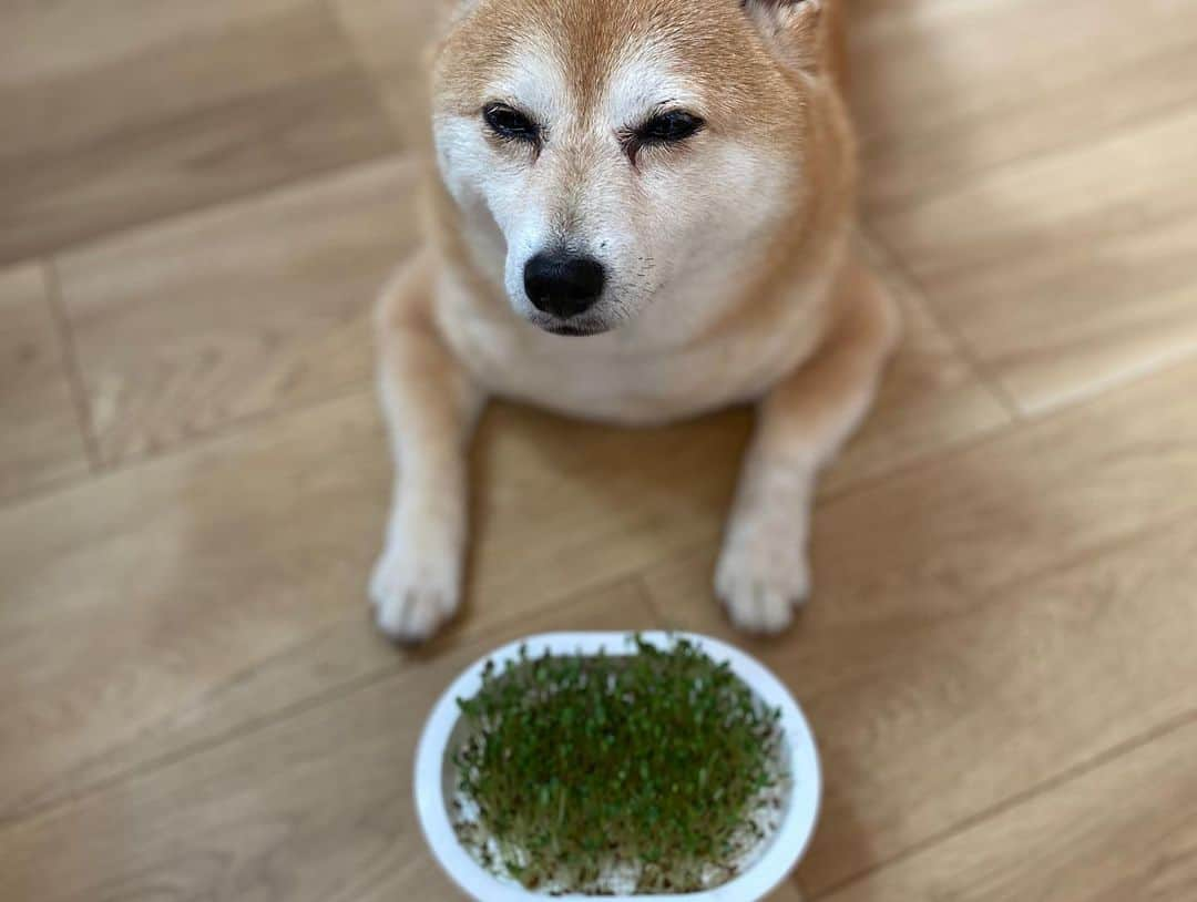 マル子さんのインスタグラム写真 - (マル子Instagram)「私の部屋のスプラウト農園🌱 北側の窓だけどモリモリ よく育つ  #マル子  #スプラウト  #スプラウト栽培」7月14日 9時04分 - tomikago