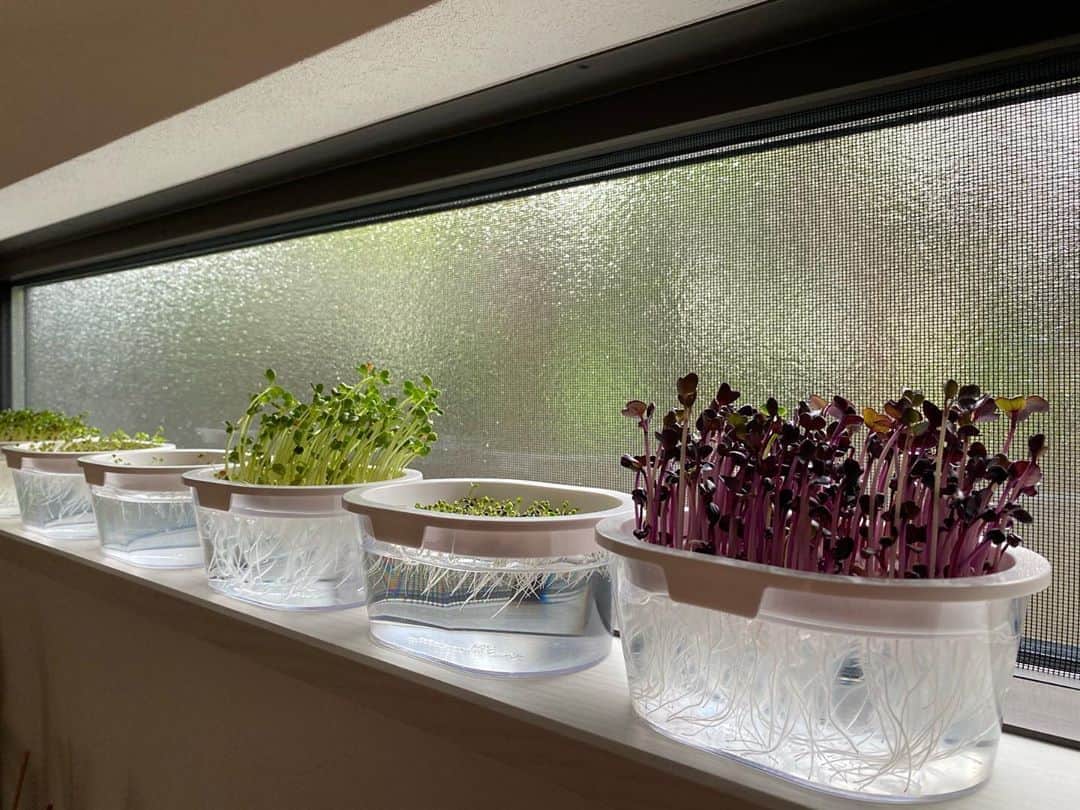 マル子のインスタグラム：「私の部屋のスプラウト農園🌱 北側の窓だけどモリモリ よく育つ  #マル子  #スプラウト  #スプラウト栽培」