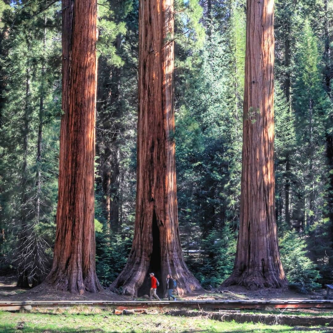 アメリカ内務省さんのインスタグラム写真 - (アメリカ内務省Instagram)「If you ever want to feel small again, take a walk past the towering giants at Sequoia and Kings Canyon National Parks in #California. Growing taller than a 25-story building and wider than a city street, the size and majesty of sequoias can be overwhelming. The oldest #trees have been growing for more than 3,000 years, another fact that boggles the mind. A human lifetime is just another few feet of growth to these natural wonders. As much as we love sharing these pictures, they never quite prepare you for the experience of looking up at one in person. Photo @SequoiaKingsNPS by Norman Lathrop (www.sharetheexperience.org). #Sequoia #NationalPark #usinterior」7月14日 9時10分 - usinterior