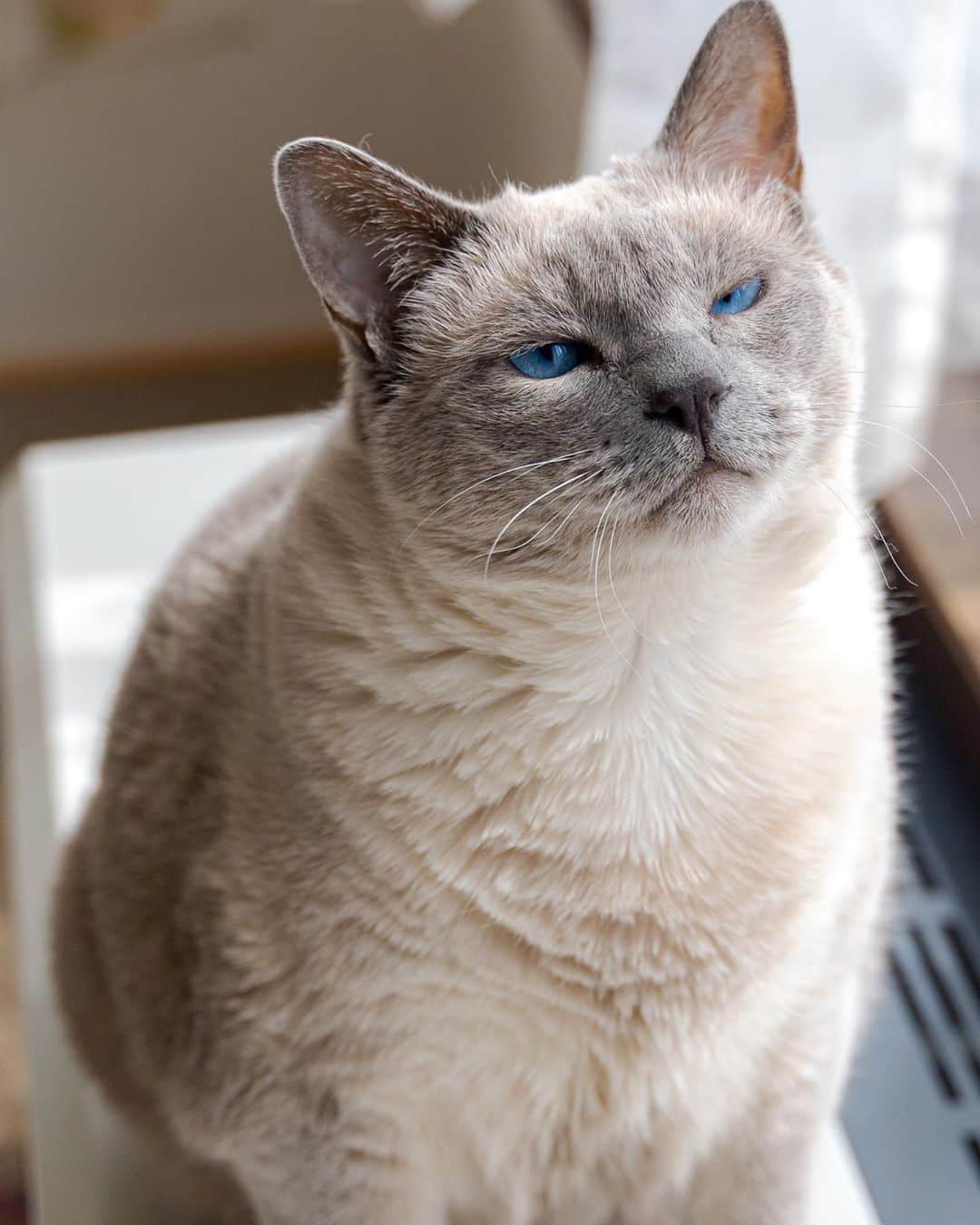 マアルのインスタグラム：「チロルさん #😽 #北海道 #旭川 #猫 . . . @psmaaru #catsofinstagram #meowfeature #kitty #catoftheday #pleasantcat #instacat #dailycat #meowed #katze #happycatclub #cats_of_day #petsofinstagram #neko #catfeature #catlover #cats #weeklyfluff #cat #catloversclub #excellent_cats #kitty #catphoto #cats_of_instagram #냥스타그램 #고양이 #แมว」