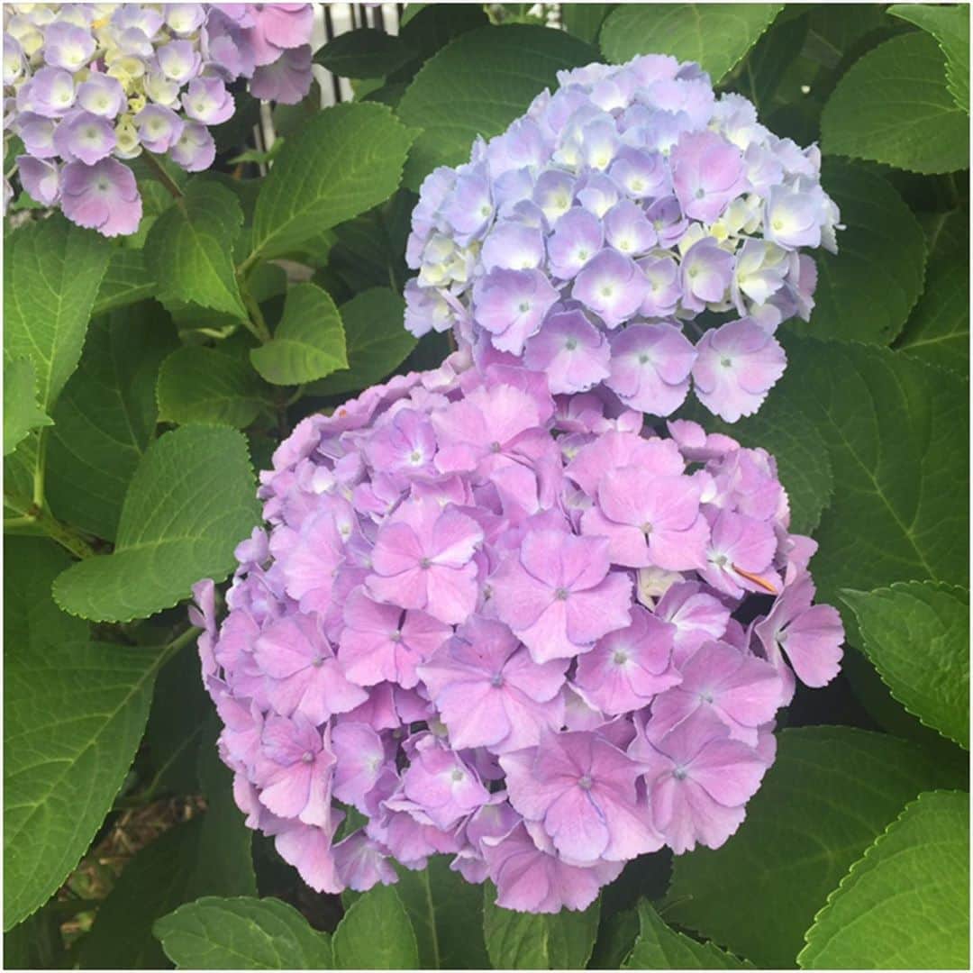 saya__igさんのインスタグラム写真 - (saya__igInstagram)「* * 紫陽花。 なんとも綺麗な色♡ 朝から癒された✨ * * #紫陽花」7月14日 9時36分 - rin____kr