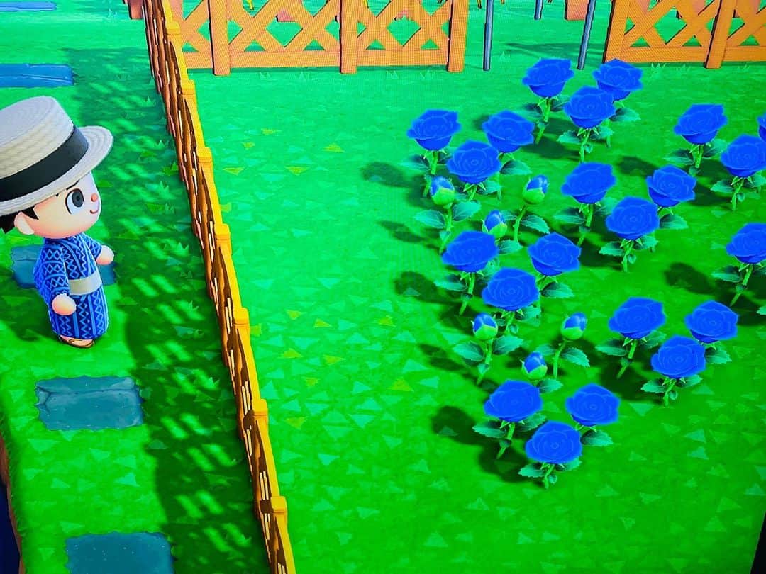 水木一郎さんのインスタグラム写真 - (水木一郎Instagram)「あつ森の青いバラの新しい蕾が２つ。金のバラのようにいっぱい育つと良いな〜。 #あつまれどうぶつの森  #animalcrossing  #青いバラ #金のバラ  #水木一郎  #ichiromizuki」7月14日 9時36分 - ichiromizuki