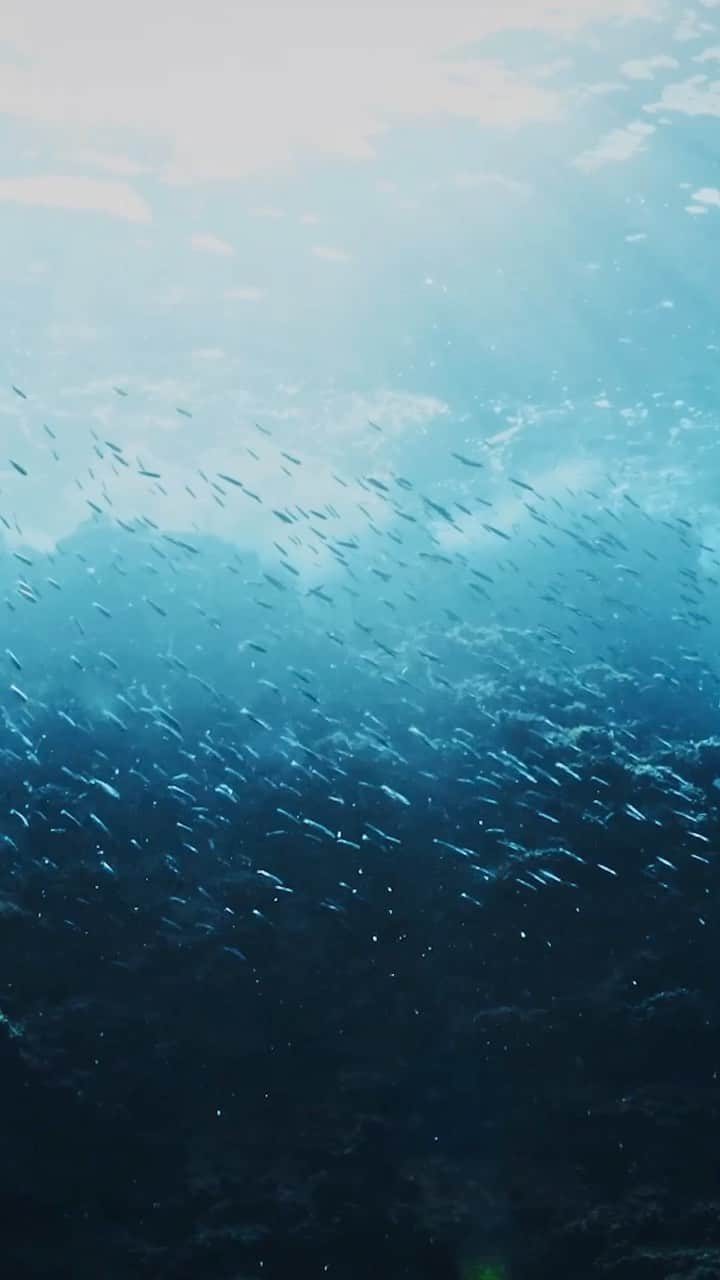 ドゥラメールのインスタグラム：「@pcousteau, @ayanaeliza and @thomaspeschak all agree — there’s still hope for our oceans. We’re proud to introduce the inspiring minds behind our #LaMerBlueHeart efforts to help support ocean conservation. #BlueHeartAmbassador」