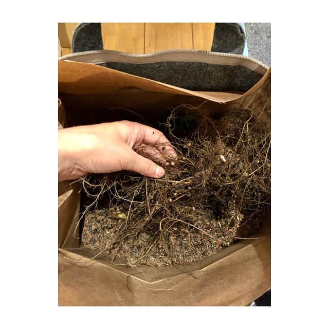 加藤紀子さんのインスタグラム写真 - (加藤紀子Instagram)「枝豆の根にくっついてくる“根粒菌”はバクテリアの一種として コンポストに使うといい！と聞いて早速。  畑で育てた植物を食べて👉 皮やら種やらコンポスト👉 それらはのちに堆肥となって👉 それを使って野菜作り🥕🍆🧄👉 作れるものがあるの、楽しい。  根粒菌入りバージョン、どんな堆肥になるのか楽しみ楽しみ😊  #lfcコンポスト #畑チャンネル#畑からこんにちは #カトノリ農園」7月14日 9時47分 - katonoriko