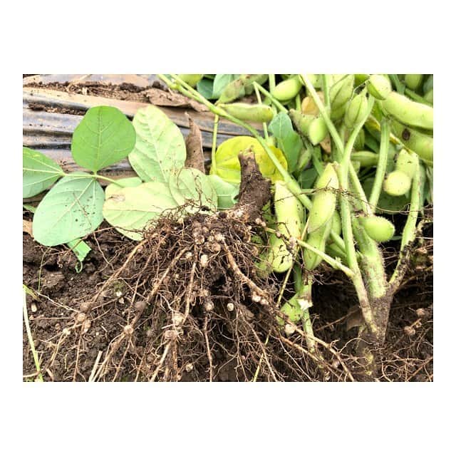 加藤紀子のインスタグラム：「枝豆の根にくっついてくる“根粒菌”はバクテリアの一種として コンポストに使うといい！と聞いて早速。  畑で育てた植物を食べて👉 皮やら種やらコンポスト👉 それらはのちに堆肥となって👉 それを使って野菜作り🥕🍆🧄👉 作れるものがあるの、楽しい。  根粒菌入りバージョン、どんな堆肥になるのか楽しみ楽しみ😊  #lfcコンポスト #畑チャンネル#畑からこんにちは #カトノリ農園」