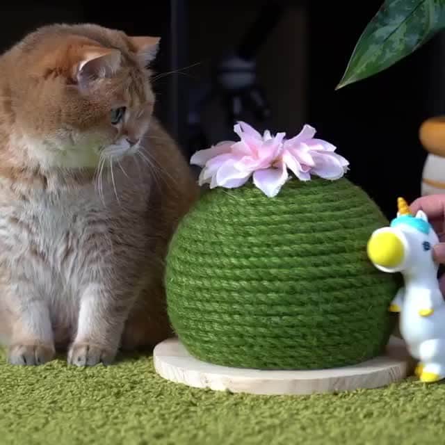 Aww Clubのインスタグラム