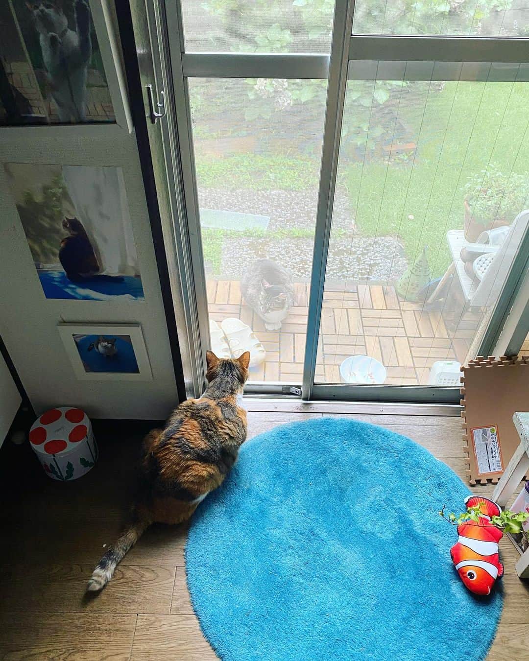 山田稔明さんのインスタグラム写真 - (山田稔明Instagram)「おはよ。ママンがついに我が庭で寝て過ごすようになった。昨日の夕方からずっとリラックスしてる。チミの気持ちは？ #ポチ実 #チミママ」7月14日 10時06分 - toshiakiyamada