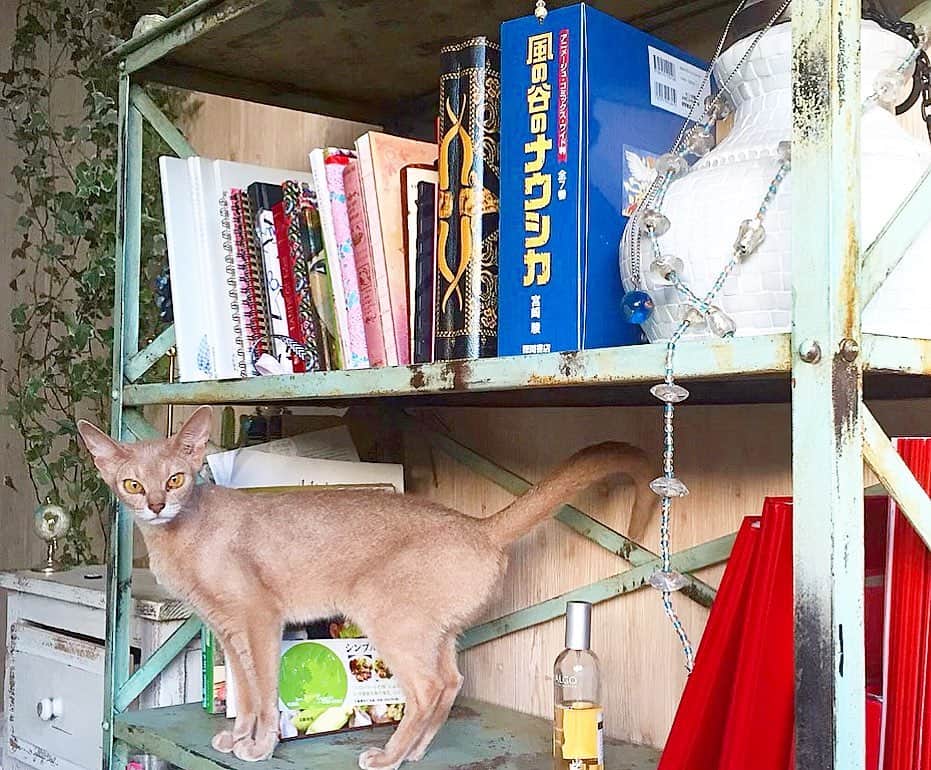 のインスタグラム：「ツンデレやんちゃ娘🐆何年経っても小さいままで…最初は心配だったけども、サファリ居るかの様に跳びまわっとるけん大丈夫ね。だいすきだよ💘  #miggy #ミギー」