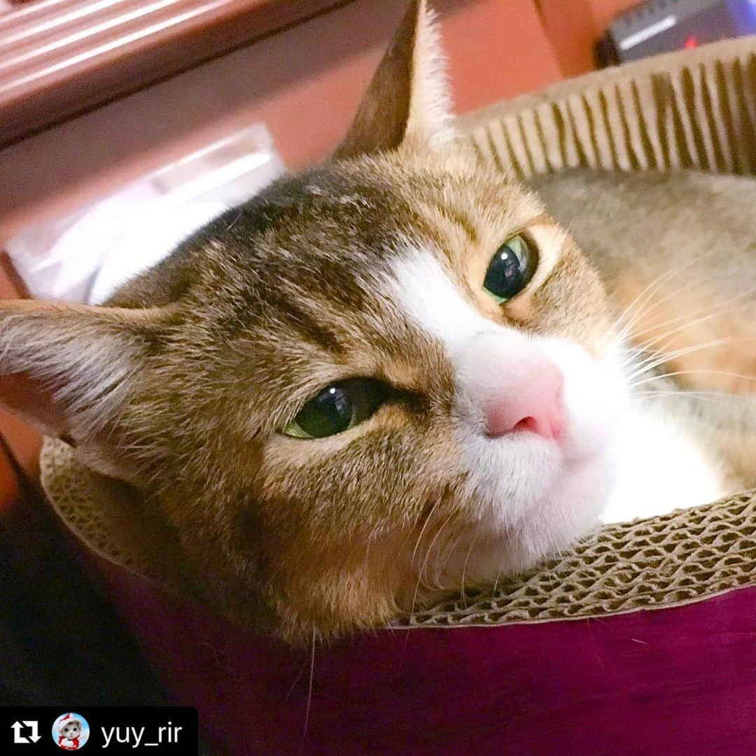 ねこさんのインスタグラム写真 - (ねこInstagram)「【#ねこは人を笑顔にする】❣️ あれ…？なんだか眠くなってきたぞぉ〜うとうと…😴 @yuy_rir さん、ありがとん🏋🏼‍♂️🏋🏽💕 #Repost @yuy_rir with @make_repost ・・・ . . あなたは眠くな〜る😪 だんだん眠くな〜る〜😴💤 . このりりたん見てたら眠くなるよね〜🥱 （見なくても寝るクセにね…😂） . . コロナの猛威が止まらないですね💧 . 今月こそは帰ってきたかった息子、 お断りしたら、こんなLINEが…💦 . 「二ヶ月ぶり二度目の受取拒否」 . 受取拒否…って荷物かいっ❗️😂 . . こんな息子だけど、コロナで色々 生活が変わって不眠症になったり もしたらしく😓 . ゆゆとりりに会いたい、と言うので お留守番カメラのアプリを息子の📱 に入れてみました✨ . 昼間、寝てばかりいるゆゆとりりを 見てたら眠くなったそうです🥱 . . 他にも色々とあったようで…💦 「帰って来い」 と言ってあげたかったけど、年寄りも いるので、そうも言えず…😓 . せめて食べ物でも送ってやろう🎶 私って何て優しい母なの〜😆♫ とお米やらお菓子やら送ってあげました❗️ . . でもね… ほら、私ってアレじゃないですか…😅 （アレについては各自、変換願う💦） . 甘い物にはやっぱり珈琲よね〜☕️ と、不眠症に珈琲送っちゃって〜😂 . 息子は今、中学時代の友達と一緒に 住んでるんだけど… . 「お前の母ちゃん、ホント そーいう とこあるよね❗️」 . センター試験に「劇落ち君消しゴム」 を持たせたことも 勿論 知ってる彼は 呆れたように言ってたそう😂💦 . . まぁ、眠れるようになったんだから 結果オーライ😆🙌✨ . . . . ﻿#ネコ#cat#にゃんすたぐらむ #猫のいる暮らし#ねこのきもち #ペコねこ部#ペトこと猫部 #catlife#catlover#cats_of_world  #cat_features#catsofinstagram #catstagram#nyancon01  #cutecat#cute#catoftheday  #catphoto#lovelycat #meow#wewantcats#kawaii  #ねこは人を笑顔にする #リビングペット #サンコーリビングペット #リラックスmiawmiaw2020夏⁣ ⁣#部屋ねこmiawmiaw2020⁣」7月14日 11時38分 - neko_magazine