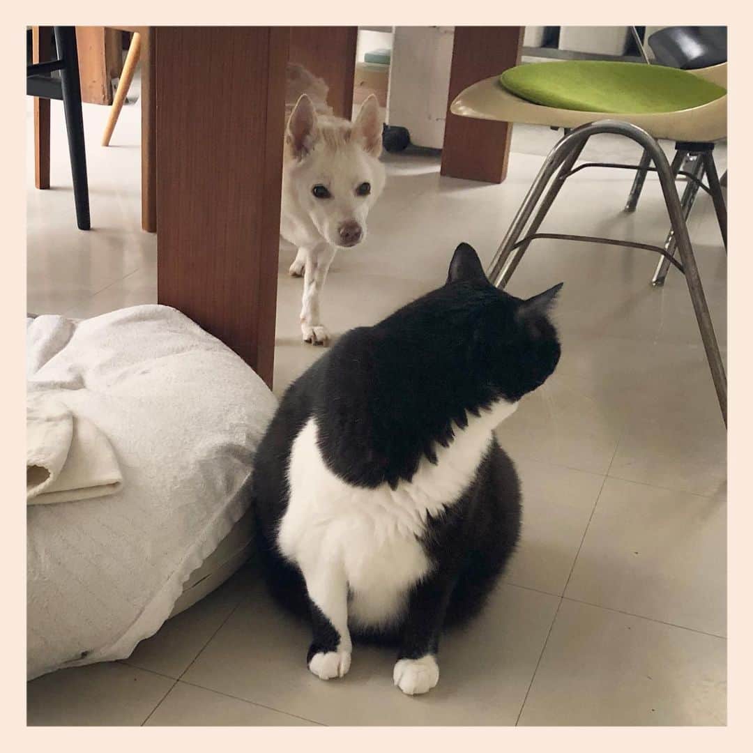 パンといっぴきのインスタグラム：「#元保護犬 #雑種犬 #犬と猫 #元保護猫 #白黒猫 #ハチワレ #blackandwhitecat #crossbreed #tuxedocat #mixdog #catanddog」