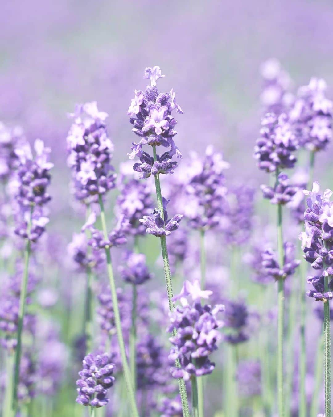 masayaさんのインスタグラム写真 - (masayaInstagram)「ファーム富田 Farm Tomita #ラベンダー #lavender #lavenderfields #flowers」7月14日 21時31分 - moonlightice