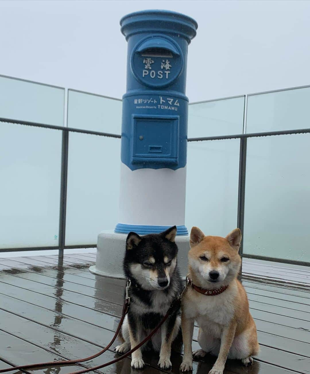 豆柴なつ&ふゆさんのインスタグラム写真 - (豆柴なつ&ふゆInstagram)「We went to see the sea of ​​clouds😊‼️ トマムに泊まって雲海😊‼️濃霧で雲海見えず💦  #旅行　#星野リゾートトマム  #トマム　#雲海 #travel #北海道旅行 #犬連れ旅行 #trip#シバフル #わんダフォ #shibamania  #柴犬ライフ#pecoいぬ部 #shiba_snap  #instashiba#cutedogs  #柴犬#shiba #shibainu #shibastagram #いぬすたぐらむ #pecoいぬ部 #犬バカ部 #shibainumag_feature #instafollow #dogoftheday  #🐕📷 #theshibasociety  #柴#proudshibas  #柴犬マニア」7月14日 21時33分 - mameshiba.natsuinu56