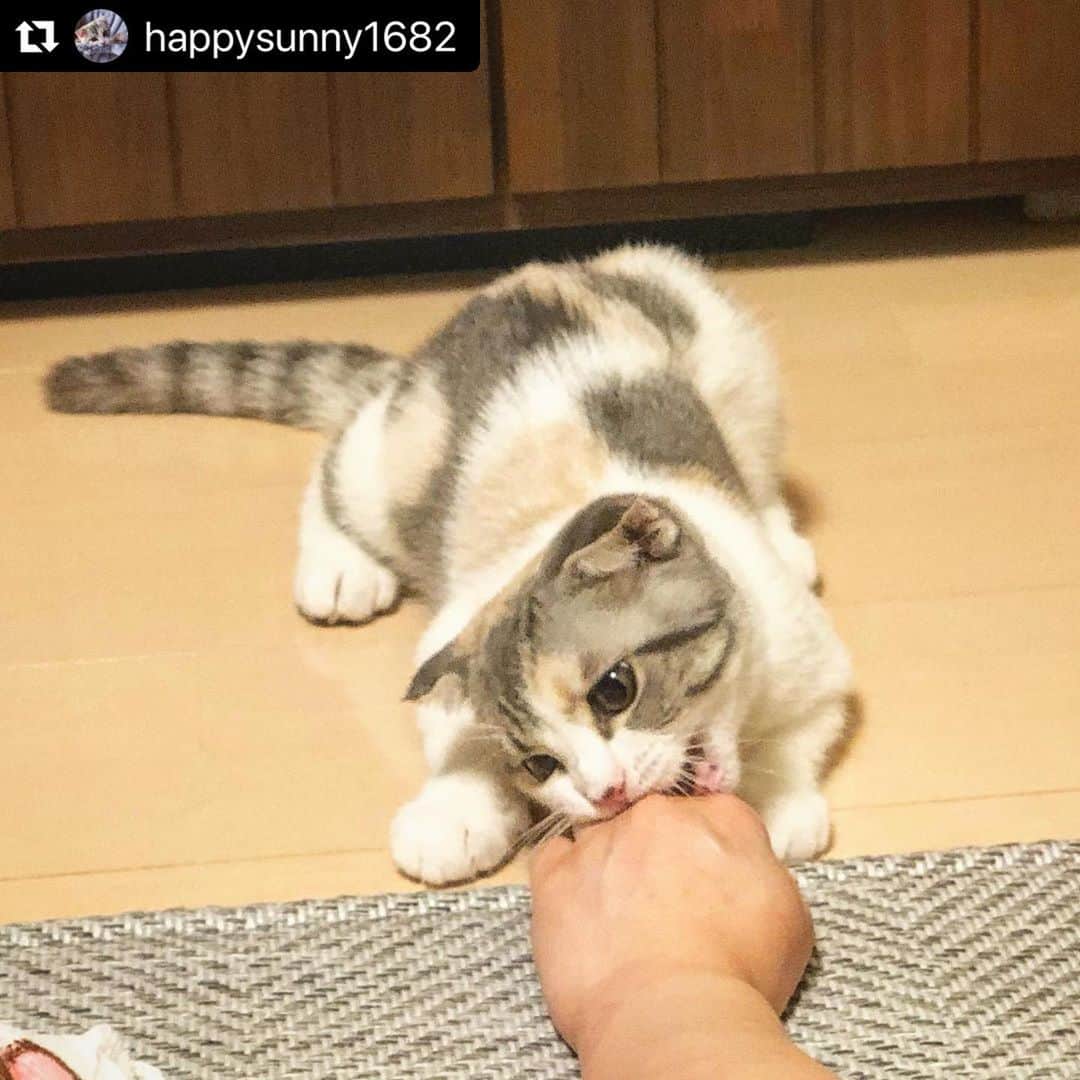 のインスタグラム：「【#ねこは人を笑顔にする】❣️ 噛み噛み噛み〜⚡️💓あーそーぼー❣️ @happysunny1682 さん、ありがとう🙌🏻❤️ #Repost @happysunny1682 with @make_repost ・・・ サニーちゃん、痛いんですけど…  #ねこは人を笑顔にする #スコティッシュフォールド #スコティッシュフォールド子猫 #スコティッシュフォールド女の子 #スコティッシュフォールド三毛猫 #三毛猫ガール #三毛猫同盟 #三毛猫子猫 #猫好きさんと繋がりたい #猫 #猫のいる暮らし #ねこのいる生活 #にゃんすたぐらむ #ねこすたぐらむ #にゃんだふるらいふ #ねこのきもち #ペコねこ部 #cat #catstagram #cats_of_day #catagram #catstagram_japan」