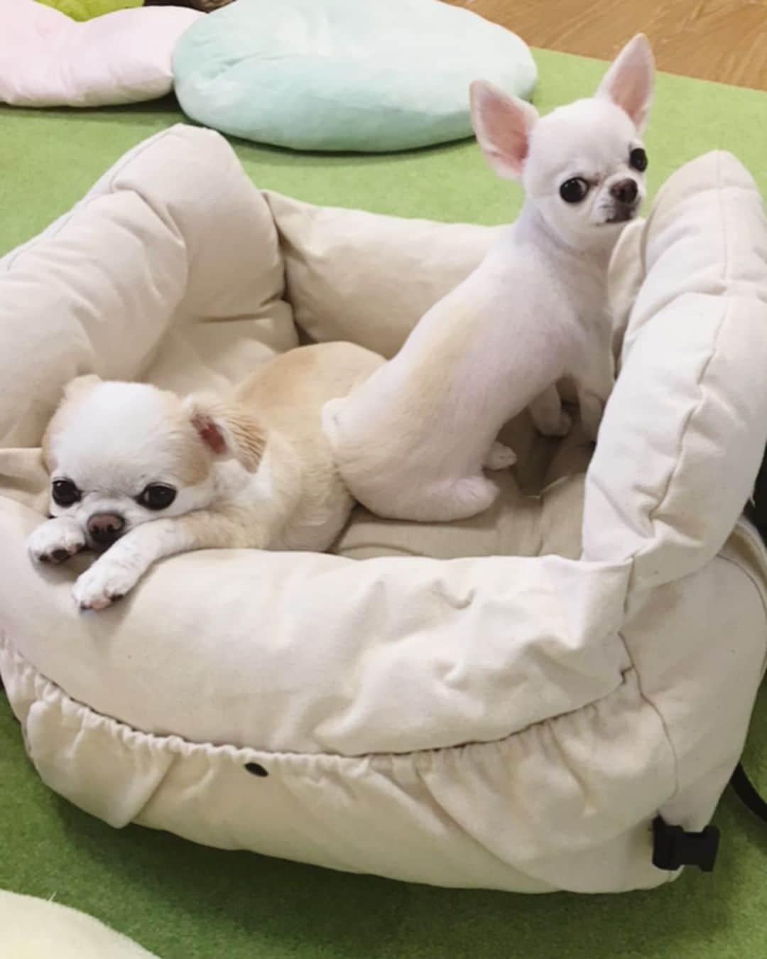 ∞maki∞??????さんのインスタグラム写真 - (∞maki∞??????Instagram)「2020.7.14 デコ♡フワ♡ピノ♡サラ♡オミ♡ ・ ・ ・ 車用に新しいキャリーベッド購入〜 まずはお部屋でお試しあれ〜😊💓✨ ・ ・ ・ #助手席用に#キャリーベッド♡#シンクロなふたり(♥´꒳`*)(*´꒳`♥)#ドライブベッド #dog#Chihuahua#Chihuahualove#Chihuahualife#instaChihuahua#IGersJP#all_dog_japan#happy#cute#love#犬#愛犬#イヌスタグラム#ちわすたぐらむ#チワワ#ロングコートチワワ#多頭飼い#可愛い#癒し#幸せ#Goodnight#おやすみ #ﾃﾞｺﾌﾜﾋﾟﾉｻﾗｵﾐ」7月14日 21時51分 - maki_dfpso