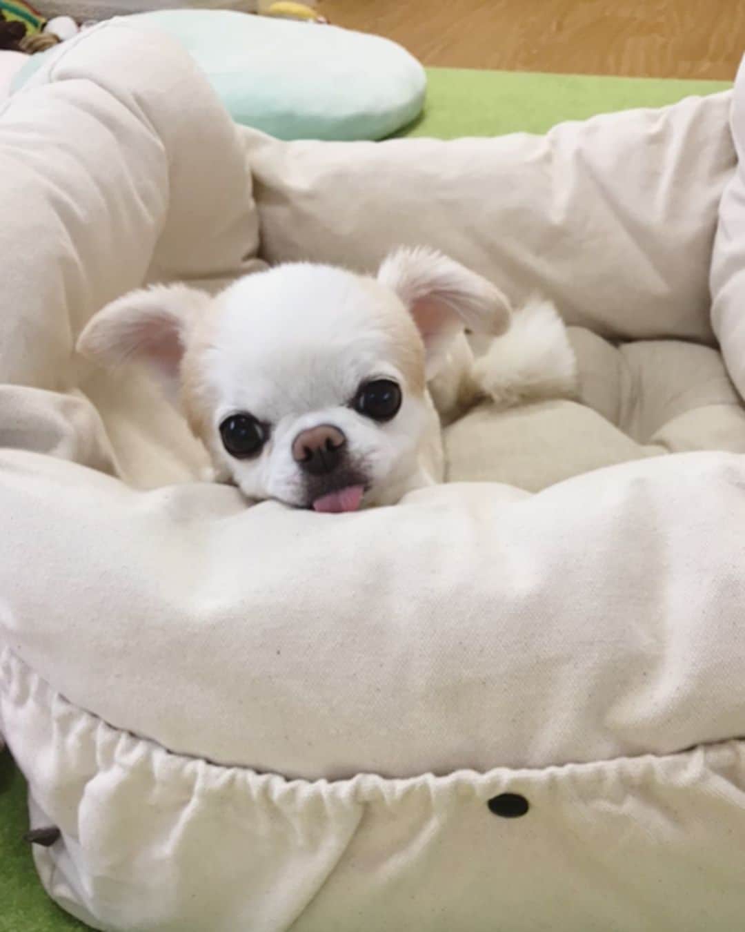 ∞maki∞??????さんのインスタグラム写真 - (∞maki∞??????Instagram)「2020.7.14 デコ♡フワ♡ピノ♡サラ♡オミ♡ ・ ・ ・ 車用に新しいキャリーベッド購入〜 まずはお部屋でお試しあれ〜😊💓✨ ・ ・ ・ #助手席用に#キャリーベッド♡#シンクロなふたり(♥´꒳`*)(*´꒳`♥)#ドライブベッド #dog#Chihuahua#Chihuahualove#Chihuahualife#instaChihuahua#IGersJP#all_dog_japan#happy#cute#love#犬#愛犬#イヌスタグラム#ちわすたぐらむ#チワワ#ロングコートチワワ#多頭飼い#可愛い#癒し#幸せ#Goodnight#おやすみ #ﾃﾞｺﾌﾜﾋﾟﾉｻﾗｵﾐ」7月14日 21時51分 - maki_dfpso