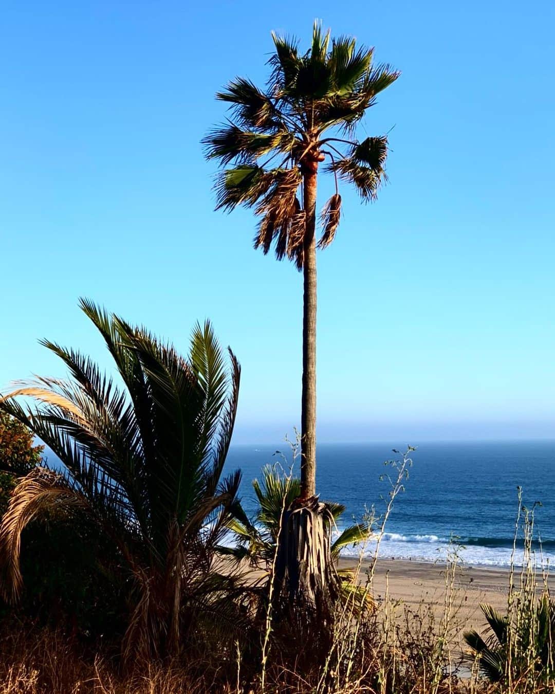 のインスタグラム：「HARVEST MOON  #standardcalifornia #スタンダードカリフォルニア#harvestmoon#2020autumnwinter  #20aw #california #fashion #ファッション」