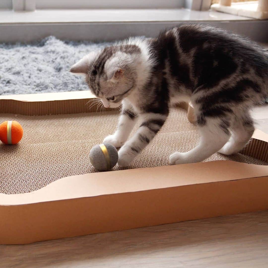 Aww Clubさんのインスタグラム写真 - (Aww ClubInstagram)「Cat parents, rejoice! 😺 With this brand new 3-in-1 toy for special cats, the endless fun for playful paws is guaranteed. Your cat will love chasing the smart Ball through the maze of interesting holes, for many hours...while you’re away. And when they are tired, they can give freedom to their claws on the Scratch Pad instead of ruining your furniture. Keep your cat always happy with this most meowish toy ever! To know more tap the link in BIO - Brand 💸 @wickedball_special Product 📦 Wickedball 😺 - #meowed #bymeowed #wickedball #cattoy #smarttoy # ad」7月14日 22時09分 - meowed