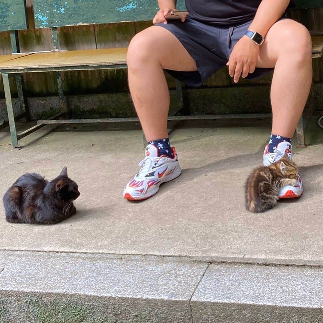 朋未のインスタグラム：「⛩  猫がいっぱいいて 気づいたら子猫が旦那さんの靴の上で甘えてた.....子猫さん.....  #淡路島」