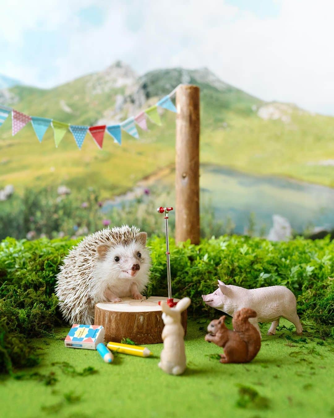 ダーシーのインスタグラム：「The animal school👨‍🏫✨」