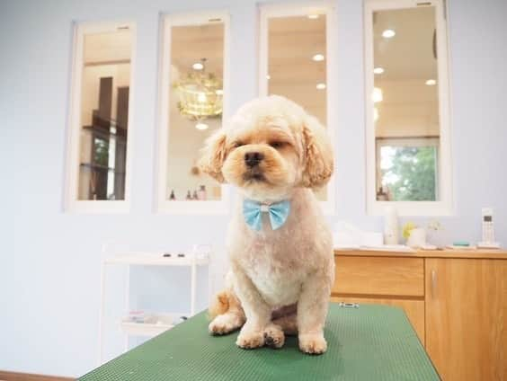 宮川杏奈さんのインスタグラム写真 - (宮川杏奈Instagram)「ニーくんさっぱりんこ🐶💙 @trimming_salon_haco  本日もありがとうございました❤️❤️❤️ . #トリミング #ペキプー #ペット #犬」7月14日 13時38分 - an1221na