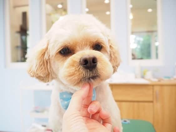 宮川杏奈さんのインスタグラム写真 - (宮川杏奈Instagram)「ニーくんさっぱりんこ🐶💙 @trimming_salon_haco  本日もありがとうございました❤️❤️❤️ . #トリミング #ペキプー #ペット #犬」7月14日 13時38分 - an1221na