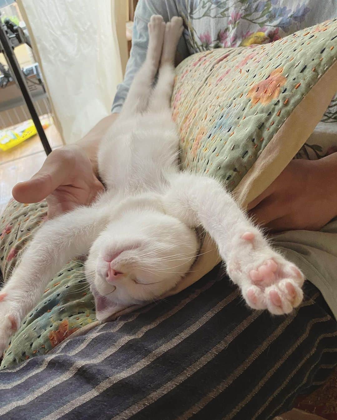 松本野々歩のインスタグラム：「「猫は、うれしかったことしか覚えていない」だってーって馨さん 石黒由紀子さんのエッセーの題名  「猫は、過ぎたことを引きずることなく、うれしかったことだけを積み上げて生きていくのです」って  いいね」