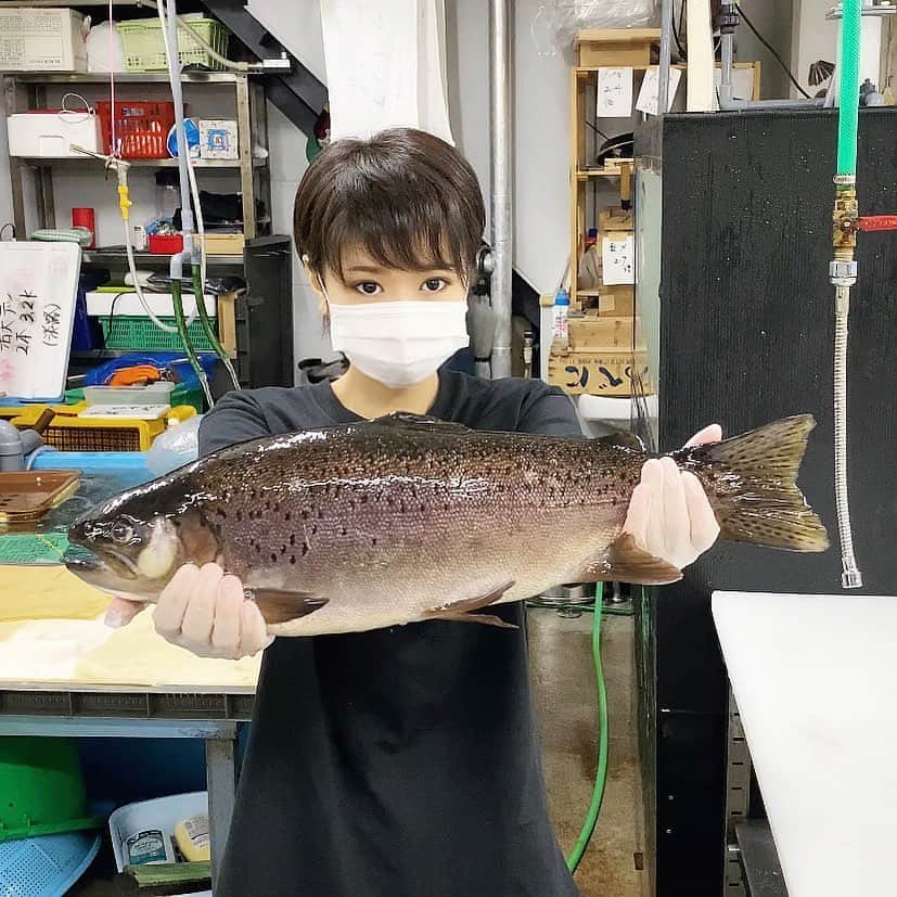 スーパーナブラのインスタグラム：「． ． 今夜は信州サーモン✨ ． ご存知ですか？ 信州サーモン 長野のちょっと良いお宿に泊まると ちょっとだけ出てくる旨いサーモンです ． 一本まるごと仕入れました  今夜、料理旅館なぶら屋で解体して… 何にしてたべようかな？😳？ ． ． 🐟お知らせ🐟 【今夜21時00分】 スーパーナブラチャンネルで 生配信ライブをさせていただきます✨ ． 信州サーモンと 60cmを超えるブラックバスも登場！ ． ぜひぜひのぞきに来てくださいませ😊 ． #サーモン#信州#長野#刺身 #飛行機#温泉#旅館#ホテル#和食#鮭 #グルメ#露天風呂#足湯#GW#車中泊 #景色#釣り#ブラックバス#バス釣り #発見#おでかけ#女子旅#ツーリング #自然#釣り#釣りガール#YouTube#旅行好きな人と繋がりたい」