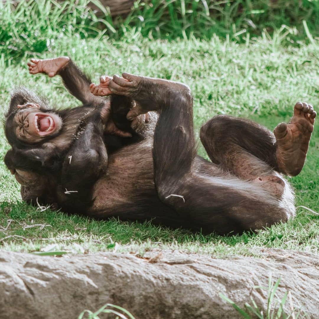 タロンガ動物園さんのインスタグラム写真 - (タロンガ動物園Instagram)「Happy World Chimpanzee Day from our family to yours! 📸 courtesy of @courtneyblackman.jpeg   #forthewild #worldchimpanzeeday #gombe60」7月14日 15時49分 - tarongazoo