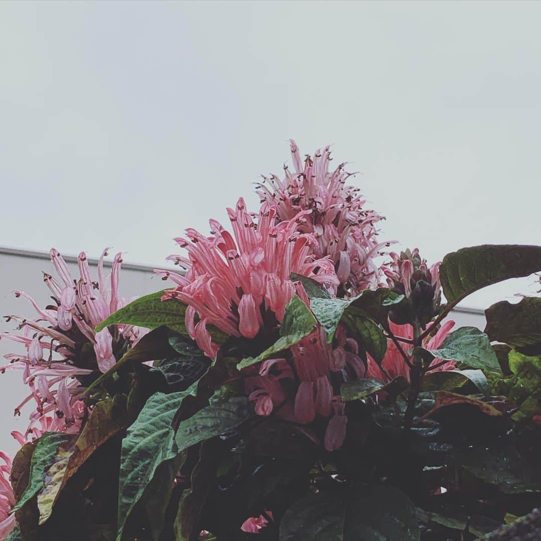 のインスタグラム：「花のそれという頃を超えてそっとゆるんでいる感じもまたかわいいね〜くしゃくしゃと撫でたい気持ちをぐっとこらえます。 #フラミンゴ色」