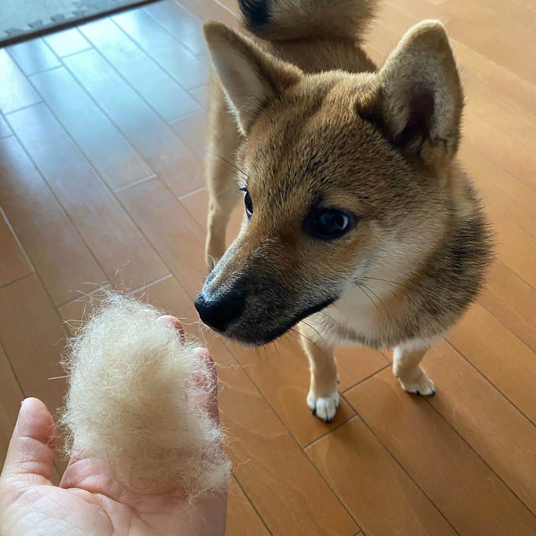 蒼井里紗のインスタグラム：「あっという間にこんなに取れたよ。  #柴犬  #柴犬のいる暮らし #しばいぬだいすき  #しばすたぐらむ  #豆柴 #まめしばすたぐらむ  #抜け毛の季節  #柴犬の抜け毛」