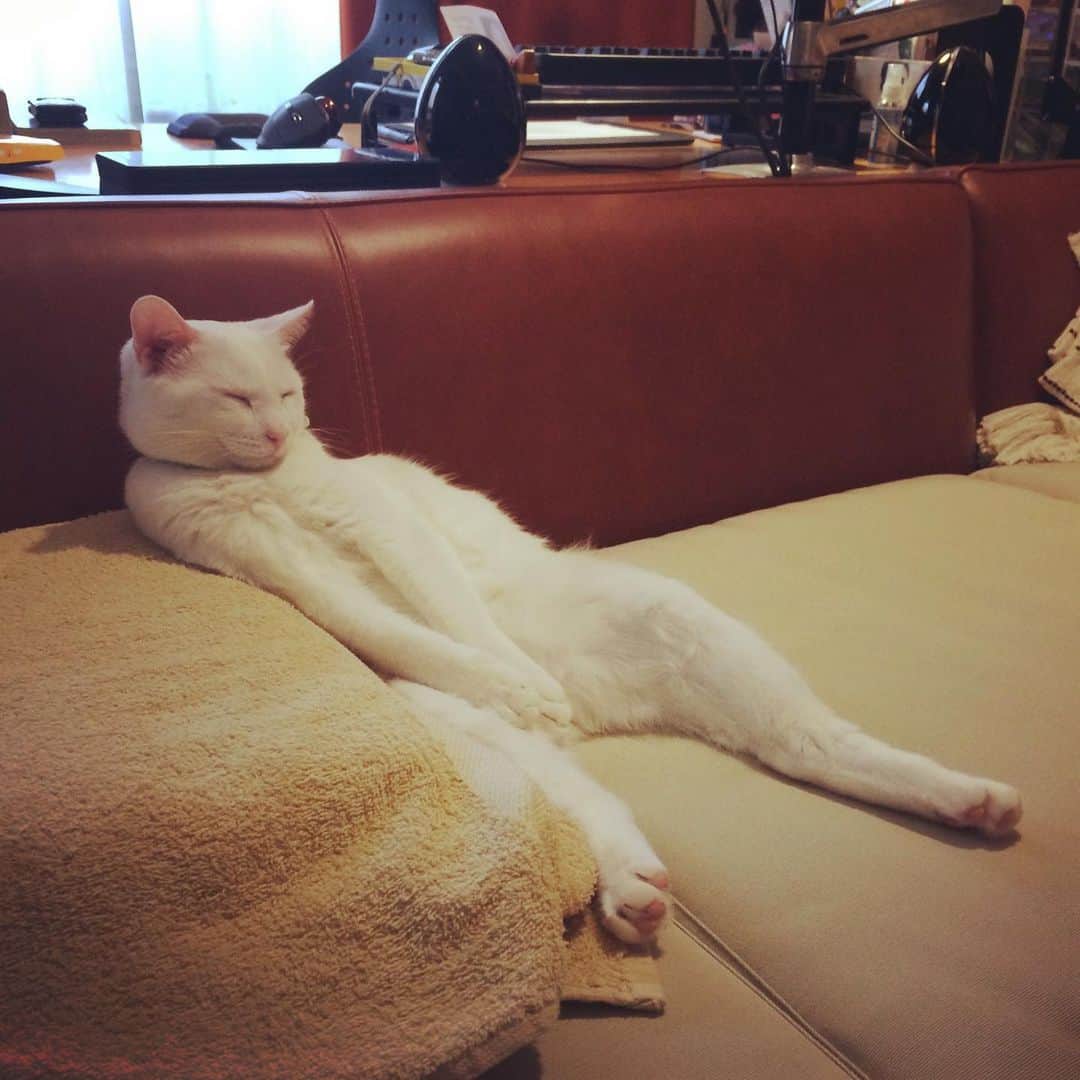 岡田屋鉄蔵のインスタグラム：「猫さぼり中」