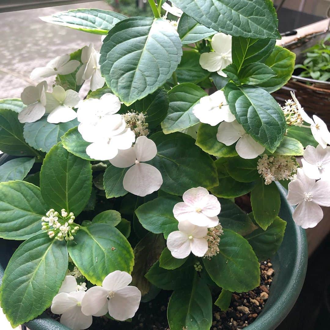 雨宮朋絵さんのインスタグラム写真 - (雨宮朋絵Instagram)「アジサイの新種、ラグランジア・ブライダルシャワー。 白い花からピンクに変化します。 一度咲いて剪定したのにあっという間に次の花芽が出てきてびっくり。 6倍咲くというのは本当みたいだ〜。 素晴らしい！  #ラグランジアブライダルシャワー」7月14日 16時31分 - amemiyatomoe
