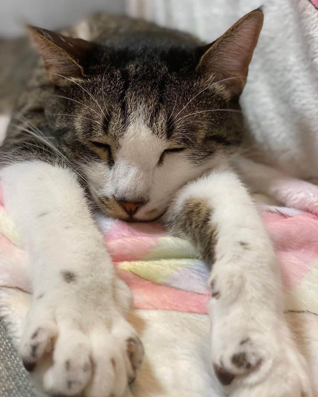 桜咲千依のインスタグラム：「うちで1番甘えん坊で大きなネコチャン🐈 あちゃりー！って呼ぶとお返事するの可愛くて、録音まわしたらいい声で鳴いた(笑)」