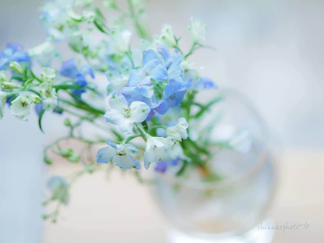 ベネフィーク【公式】のインスタグラム：「夏の始まりを知らせてくれる可憐な花。⠀ ⠀ 清々しい心で新しい季節を迎えよう。⠀ ⠀ Photo by @chi._.ka._.ko_ さん⠀ ⠀ ⠀ #benefique #ベネフィーク #資生堂 #shiseido #スキンケア #インナービューティー #丁寧な暮らし #穏やかな暮らし #日々のキロク #シンプルライフ #デルフィニウム #花のある暮らし #花のある生活 #花と暮らす #花のある風景 #花時間 #季節の花 #はなすたぐらむ #シンプルな暮らし #季節を楽しむ #豊かな暮らし #シンプルな生活 #穏やかな時間 #暮らしを愉しむ #ていねいに暮らす #素敵女子 #カメラ女子 #サムシングブルー #小さな幸せ #夏の花」