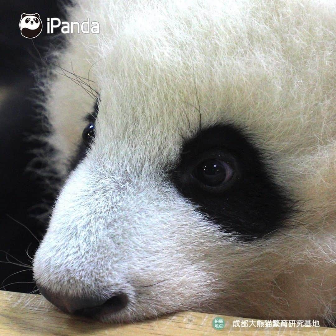 iPandaさんのインスタグラム写真 - (iPandaInstagram)「Every time I wake up, I would find I get cuter!  🐼 🐾 🐼 #panda #ipanda #animal #pet #adorable #China #travel #pandababy #cute #photooftheday #Sichuan #cutepanda #animalphotography #cuteness #cutenessoverload」7月14日 17時30分 - ipandachannel