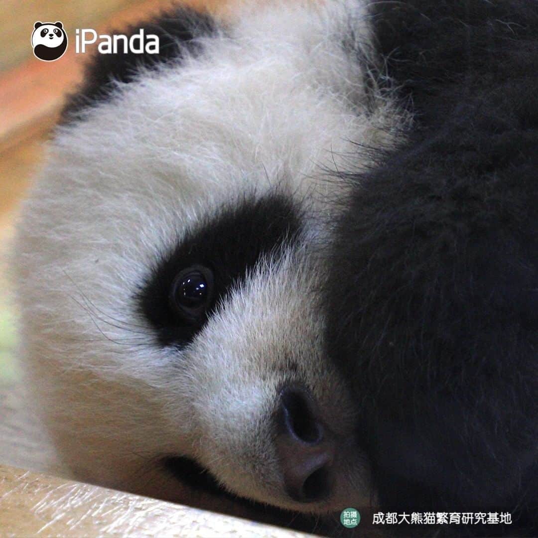 iPandaさんのインスタグラム写真 - (iPandaInstagram)「Every time I wake up, I would find I get cuter!  🐼 🐾 🐼 #panda #ipanda #animal #pet #adorable #China #travel #pandababy #cute #photooftheday #Sichuan #cutepanda #animalphotography #cuteness #cutenessoverload」7月14日 17時30分 - ipandachannel