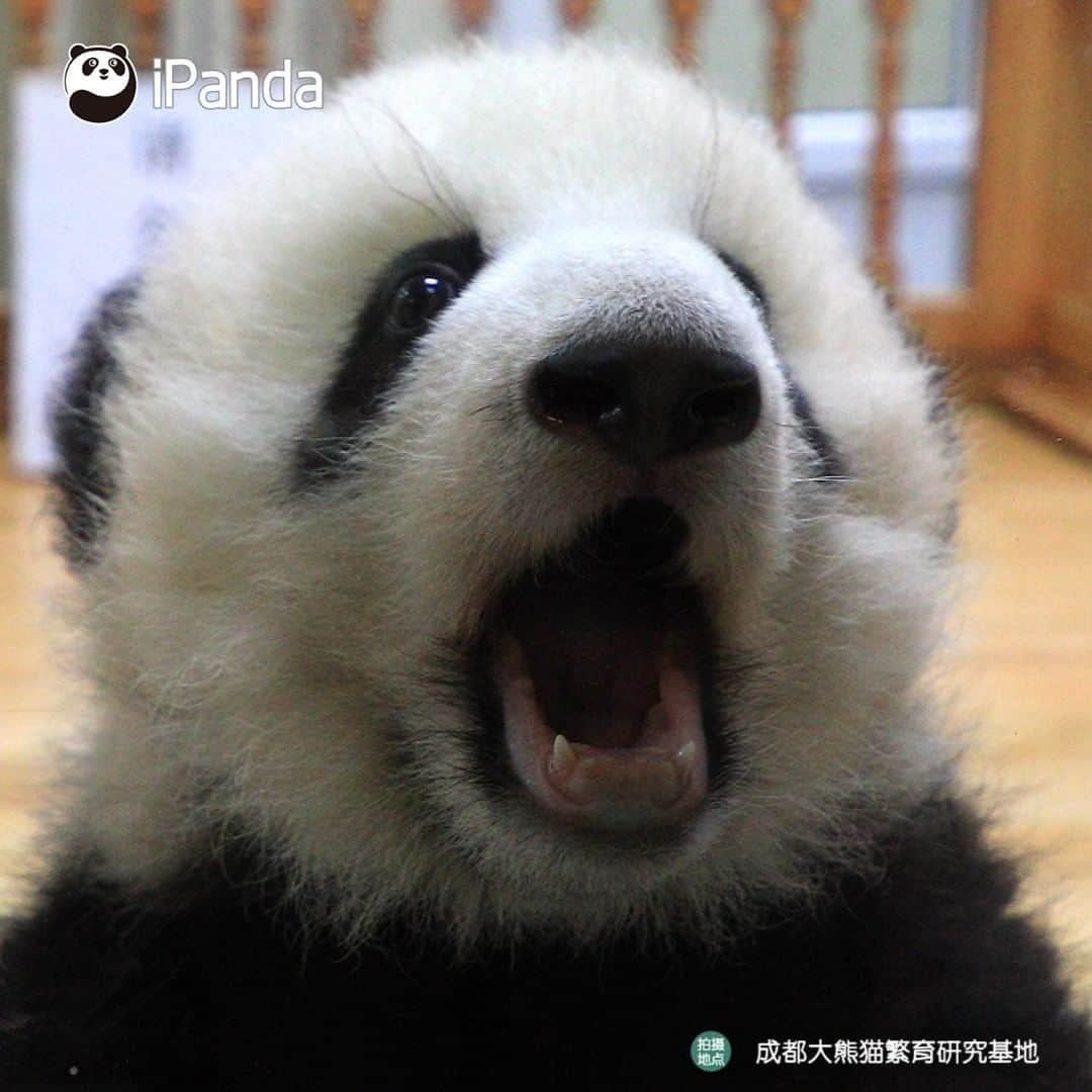 iPandaさんのインスタグラム写真 - (iPandaInstagram)「Every time I wake up, I would find I get cuter!  🐼 🐾 🐼 #panda #ipanda #animal #pet #adorable #China #travel #pandababy #cute #photooftheday #Sichuan #cutepanda #animalphotography #cuteness #cutenessoverload」7月14日 17時30分 - ipandachannel