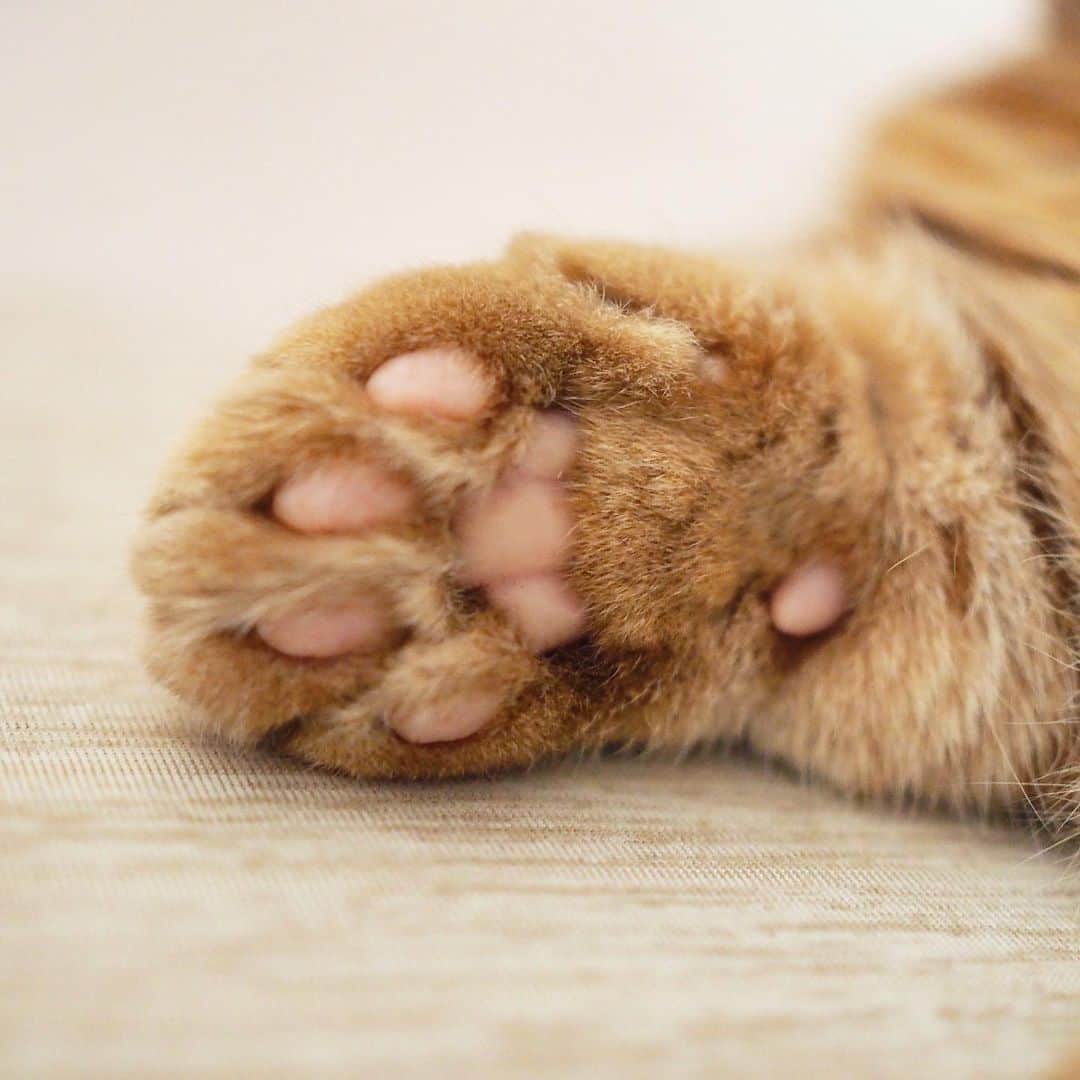 茶太郎 & きなこさんのインスタグラム写真 - (茶太郎 & きなこInstagram)「肉球饅頭🐾いかがかにゃฅ(˶‾᷄ ⁻̫ ‾᷅˵)ฅ💕 I love cats' squishy paws😽🐾💕 #各種取り揃えておりますにゃ #ピンクの餡がたっぷり詰まってるにゃ #マンチカン#猫#munchkin #cat#catstagram #amazing#ねこ#茶トラ#短足#catsofinstagram#excellent_cats#9gag#cats_of_world_#instacat_meows#bestcats_oftheworld#catsofig#instacat#cats_of_instagram」7月14日 17時57分 - amaccho5160