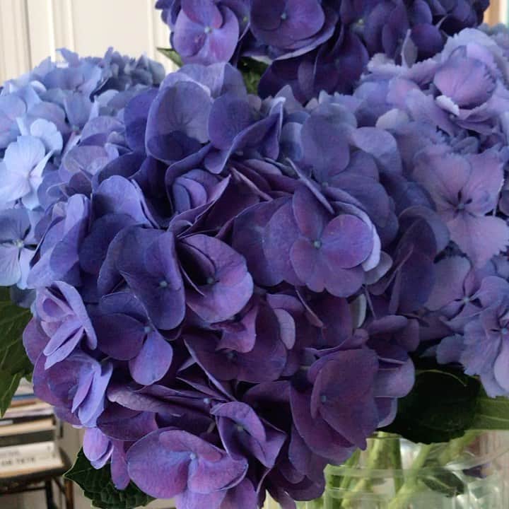 アレクシマビーユのインスタグラム：「July 14 th blue day @alexismabille @beaubowparis #hydrangeas #bluehydrangea #blue #violet #shadesofblue #flowers #ortensia @lesfleursdaline #nature #mothernature」