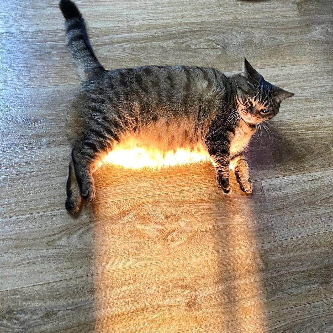 Aww Clubさんのインスタグラム写真 - (Aww ClubInstagram)「The Holy Fluff  📽@bo_mang_co  #meowed #bomangco #holyfluff #:sunny: #CHONK #CHONKY」7月14日 18時13分 - meowed