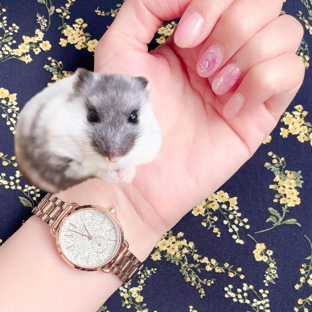 hamster_mocoさんのインスタグラム写真 - (hamster_mocoInstagram)「キラキラ大好き女子👸👑✨ 大注目の腕時計でちよ〜🐾🐹 ･ 4B WATCHES @4b_japanpress  さんの素敵な時計のモニターをさせて頂きました🥰 ･ こちらの新作"LUCKY STAR"はその名の通り、フェイス一面に埋め込まれた煌びやかなラインストーンが光り輝き手元をゴージャスに魅せてくれます✨✋光の加減で毎回ストーンの輝きが違うのも特徴です😚💫 ･ カラーは7色展開🌈 私が選んだのはゴールドのバンドとフェイスにシルバーのラインストーンが敷き詰められたモノです✨ ･ 10%OFFクーポンコード 【⠀asahifzd 】 ･ 7月3日(金)よりHIROBにて販売展開もスタートされています!! 〜HIROB 4B WATCHES取り扱い店舗〜 札幌ステラプレイス店、新宿ニュウマン店、ルミネ横浜店、ルミネ大宮店、名古屋パルコ店、名古屋タカシマヤゲートタワーモール店 ･ つけてるだけで気分が上がるアクセサリー感覚の時計は爽やかな夏にオススメです〜ご興味がある方は10%OFFのクーポンコード【 asahifzd 】でお得にゲットしてくださいね😙🌺🌴🏖 ･ #4bwatches #時計#腕時計#blackbybluebrave  ･  #ハムスターふく#ハムスター#ジャンガリアンハムスター#ジャンガリアン#パイドハムスター#パイドジャンガリアン#ジャンガリアンパイド#ふわもこ部 #モフモフ#ペット#ハムスタグラム #hamster#djungarian#hamstagram#hammy#happy_pets#PET_OF_OUR_WORLD#igersjp#ig_japan#instapet#weeklyfluff#kawaii#cute#仓鼠#정글리안#햄스터」7月14日 18時14分 - asahi.fl