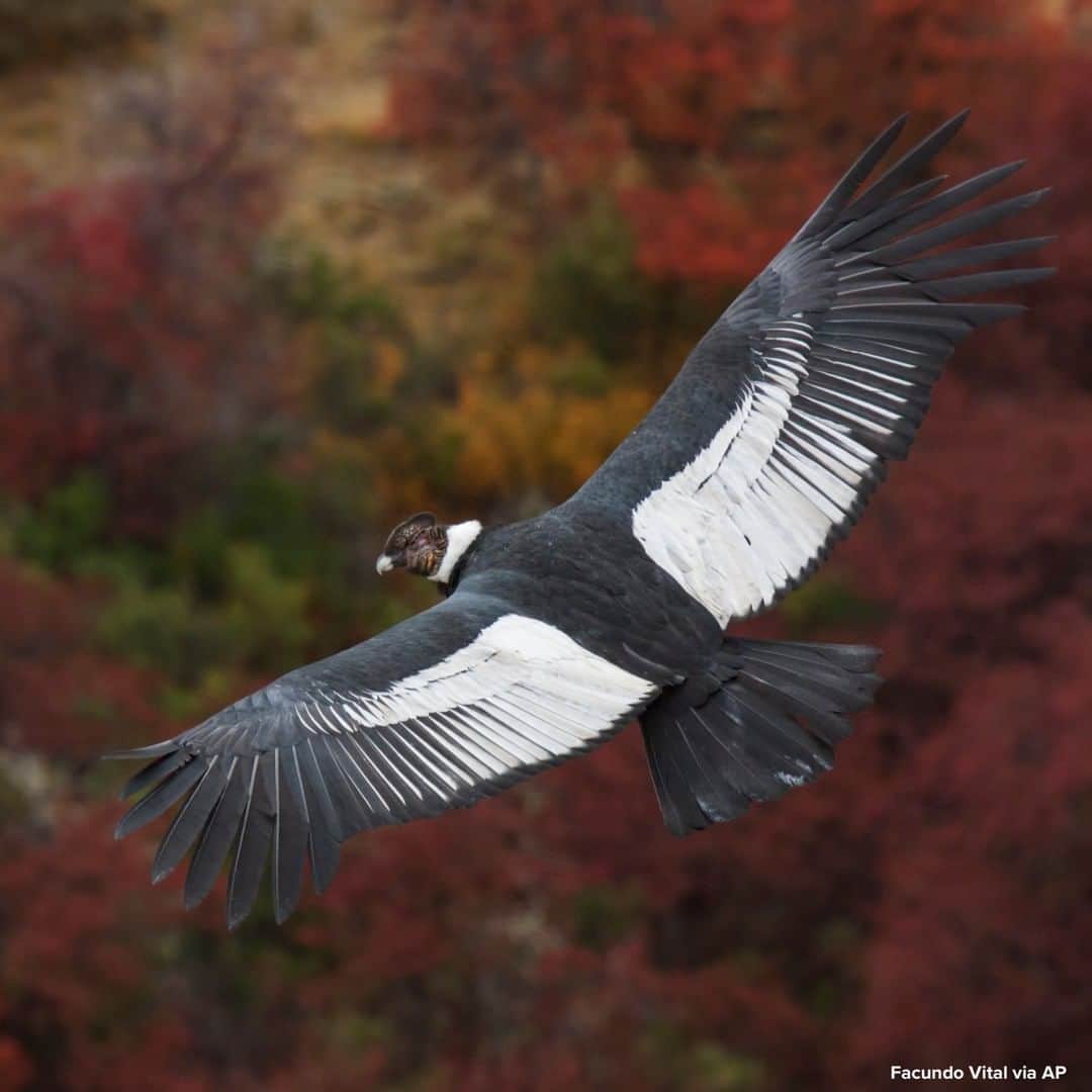 ABC Newsさんのインスタグラム写真 - (ABC NewsInstagram)「A new study sheds light on just how efficiently the world’s largest soaring bird rides air currents to stay aloft for hours without flapping its wings.  The Andean condor has a wingspan stretching to 10 feet and weighs up to 33 pounds. #andeancondor #birds #animals」7月14日 18時19分 - abcnews