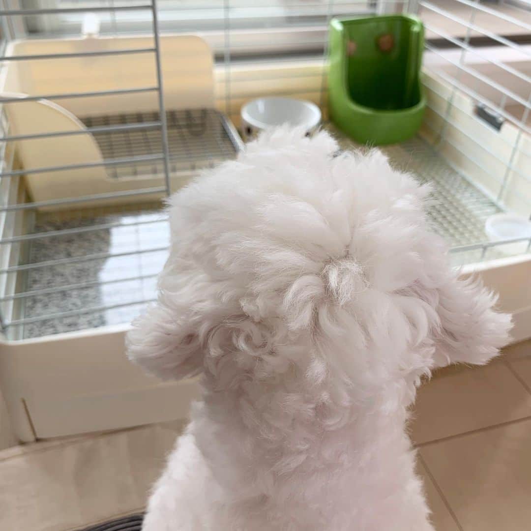 セロリさんのインスタグラム写真 - (セロリInstagram)「【現実逃避】 うにこのケージを掃除しました。 かじり跡まで愛しくて・・・。 奥さんと現実逃避の世界へ。 「宇宙飛行士」になって、うにこに会いに行くことにしました。 #うさぎ #rabbit #ネザーランドドワーフ #虹の橋  #maltese #マルチーズ #あつまれどうぶつの森 #あつ森 #奥さんと僕は大丈夫ですので心配いりませんよ」7月14日 18時28分 - celeryrabbit