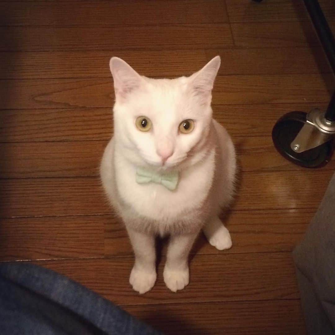 岡田屋鉄蔵のインスタグラム：「猫に戻った。三つ指ついてご飯おねだり」