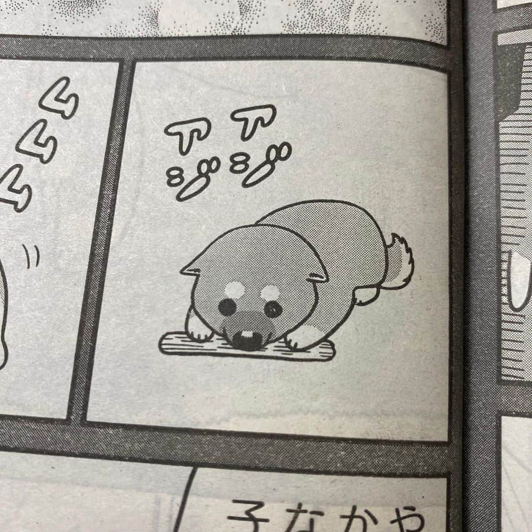 みずしな孝之のインスタグラム：「本日発売・講談社イブニング最新号に 「いとしのムーコ」第215話掲載されてます。 ムーコがこまつさんの家に来た日のお話です。 のこり5話！よろしくです！」