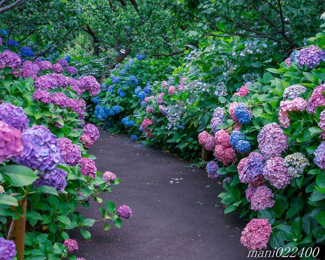 mani022400さんのインスタグラム写真 - (mani022400Instagram)「. 14 Jul. 2020 . . こんばんはー🌸🌺🌹✨ 両脇紫陽花が咲いている小径 真ん中で記念撮影したくなりますよね😆 . . . .  🌺🌺🌺🌷🌷🌷🌹🌹🌹🌸🌸🌸 ご訪問ありがとうございます🙇 . お花以外の写真は サブアカウントにポストしています。 良かったら、覗いてください🙇🙇 ⬇️⬇️⬇️ @mani0224000   . 🌺🌺🌺🌷🌷🌷🌹🌹🌹🌸🌸🌸 . . . * * #phos_japan living_europe  #japantravelphoto #igersjp  #nipponpic  #daily_photo_jpn  #whim_life  #colorsjp  #art_of_japan_  #bd_pro  #love_bestjapan   #pt_life_  #instagramjapan  #wu_japan  #ptk_japan  #lovers_nippon  #japan_of_insta  #bestjapanpics  #photo_jpn  #super_japan_channel  #picturetokeep_love   #super_shadow_channel  #photo_shorttrip  #retrip_news  #retrip_nippon  #photo_travelers  #jalan_asobi  #jalan_travel  #キタムラ写真投稿  #bestdiscovery ig_camera_club  #bestphoto_japan」7月14日 19時19分 - mani022400