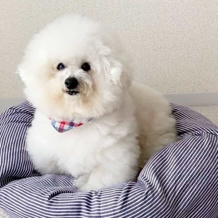 ゆうのインスタグラム：「. . 最近、写真や動画を撮ってないので とくに何もアップするものがなく😅 . とりあえずボーっとしてる アーニーさんを撮りました。 . . . #くしゃみした . . .」