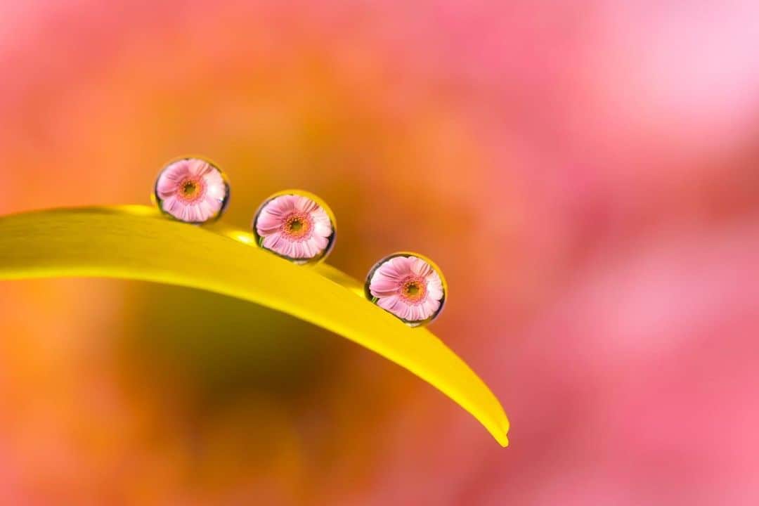 花の写真館のインスタグラム：「Photo by 小野寺聖也. . Original Post[投稿いただいたURL] https://www.facebook.com/photo.php?fbid=152955759488575 . 本アカウントは、 #私の花の写真 をつけてInstagramに投稿された皆さまの花の写真や、「花の写真館」Facebookページで投稿された花の写真を紹介します。 「花の写真館」Facebookページは、「 @floral.photograph 」のプロフィールにあるURLからご覧ください。 . ※各自、政府、自治体など公的機関の指示に従った行動をお願いします。⠀ 東京カメラ部および分室では、写真を「見る楽しみ」を提供することを通して、微力ながら皆様にわずかな時間でも癒しをお届けしたいと思っております。 ※本アカウントは東京カメラ部がFacebook、Instagramのサービスを利用して運営しているもので、Facebook社・Instagramとは一切関係ありません。 . #花の写真館 #floralphotograph #floralphoto #flower #flowers Follow: @floral.photograph」