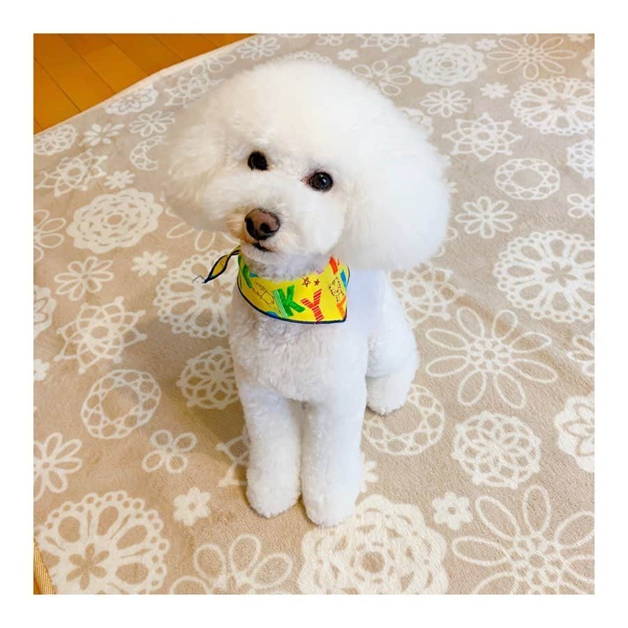 のインスタグラム：「* こんばんは☺️ 愛犬を紹介させてください🐩 闘病を始めてから家族に迎えました。 ホワイトトイプードル(タイニーサイズ)のみるくです。 我が家の癒しです☺️ .」